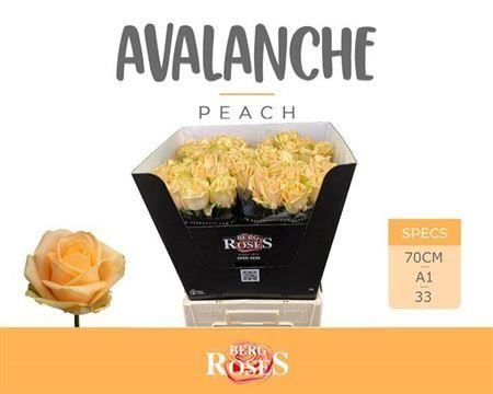 Rose Peach Avalanche