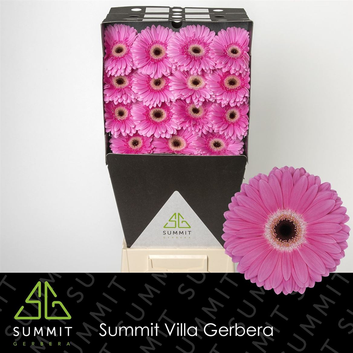 Gerbera - Gerbera - Dreamer