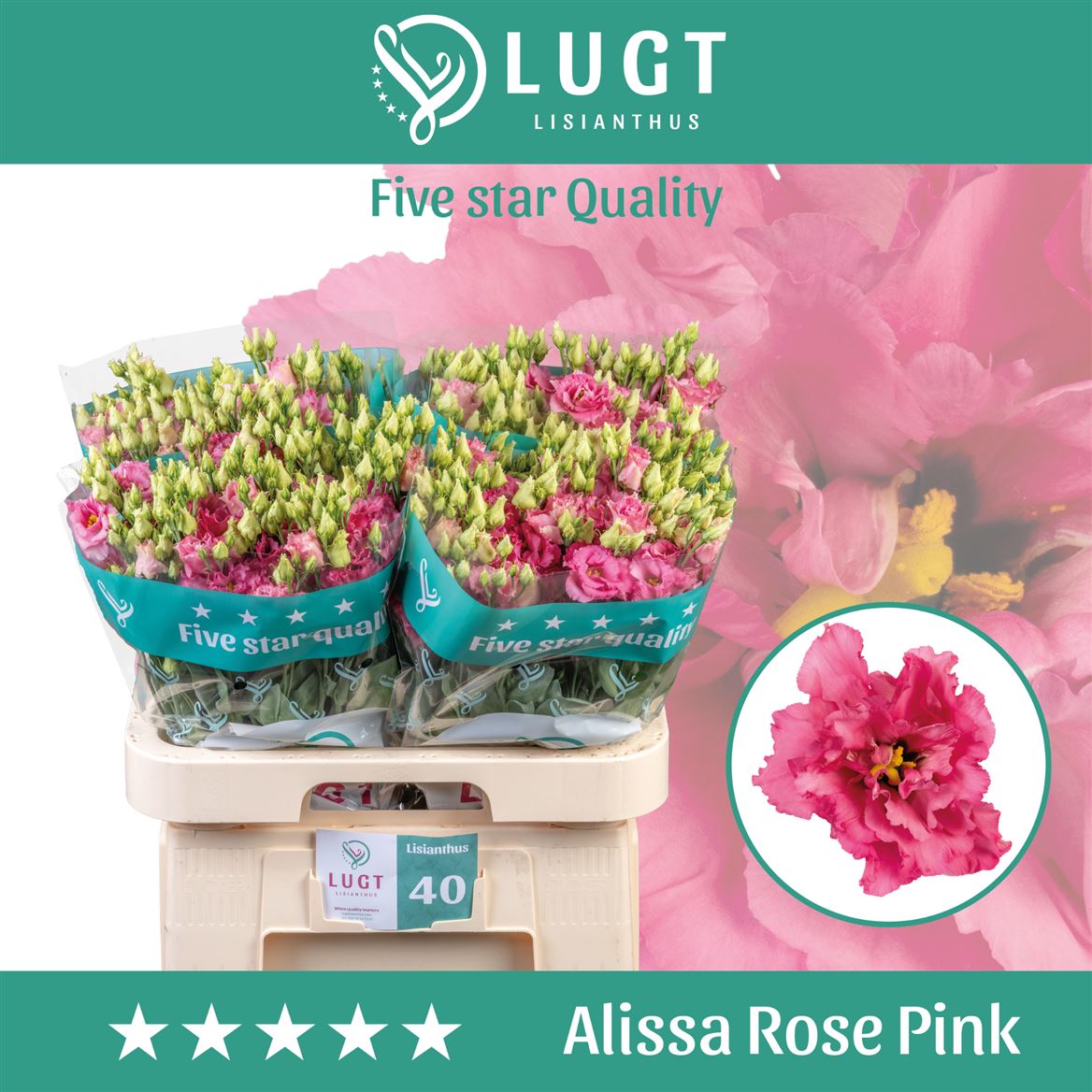 Lisianthus - Eustoma - Alissa Rose Pink