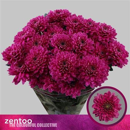 Spray Chrysanthemum - Chrysanthemum - Fabienne Purple