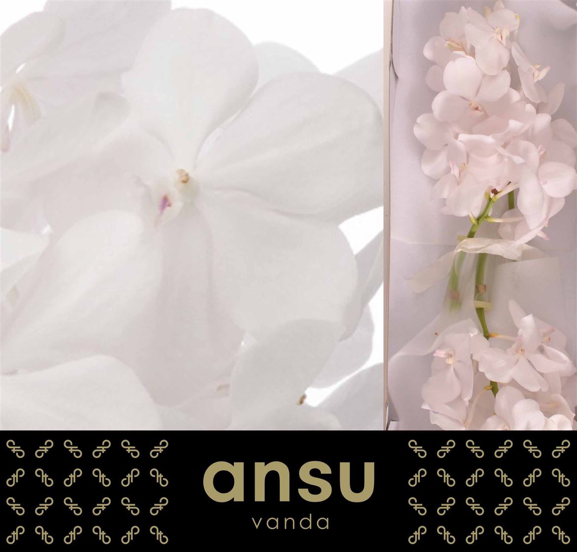 White Vanda Orchid ‘Diamond White’ – 20cm Stems