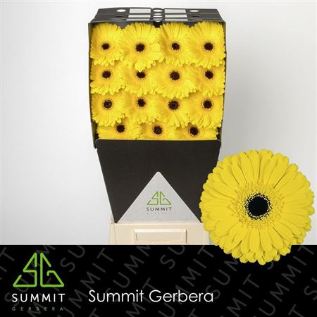 Gerbera - Gerbera - Don Leo