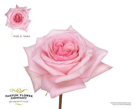 Rose - Rosa - O'Hara