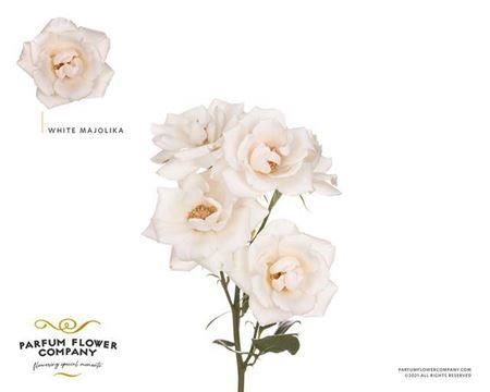 Spray Rose - Rosa - Haley