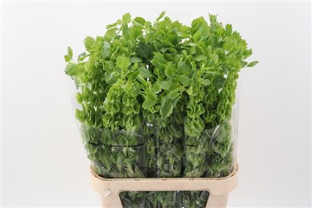 Moluccella - Moluccella - laevis