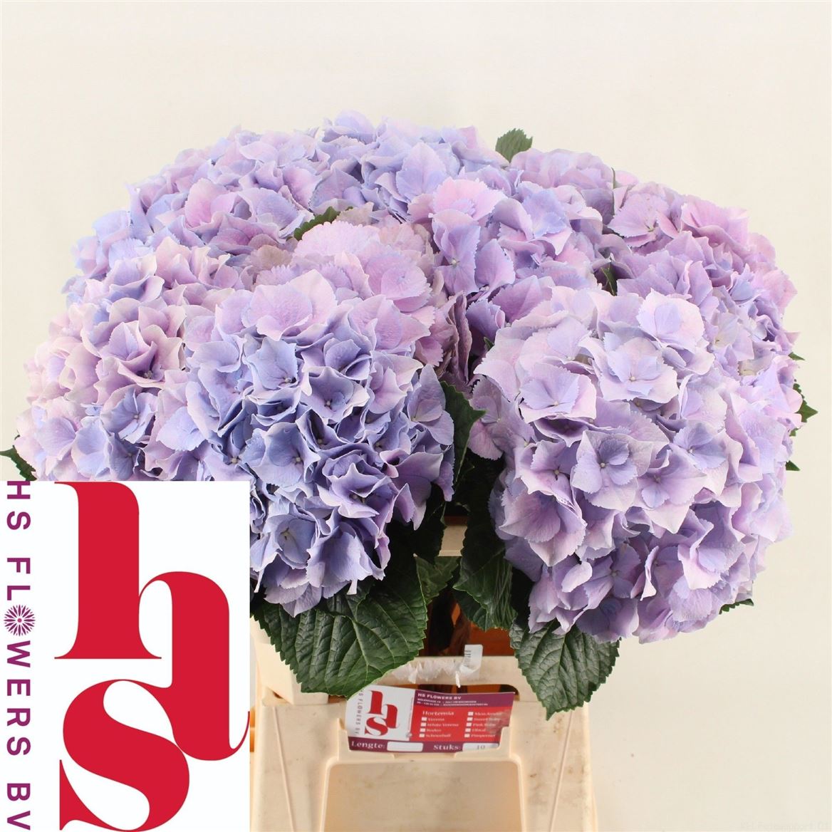 Hydrangea - Hbaroyben