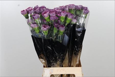 Standard Carnation - Dianthus - Hypnosis