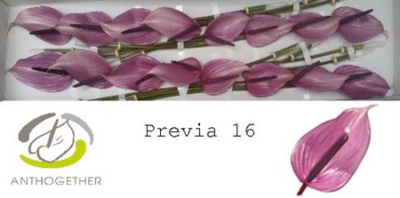 Purple Anthurium ‘Previa’ – 35cm Stems