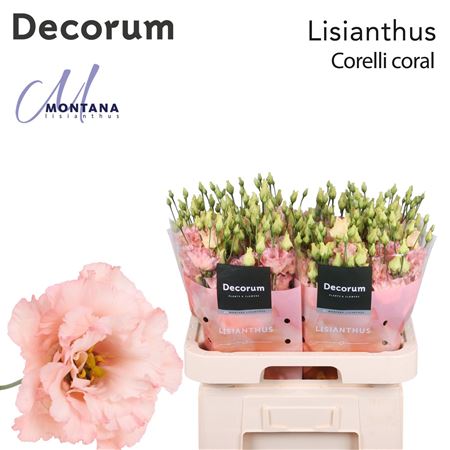 Corelli Coral Pink Lisianthus – 70cm Stems