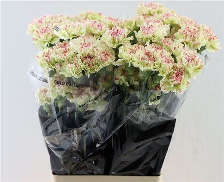 Carnation - Dianthus - Mochi