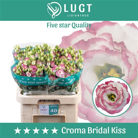White Lisianthus ‘Croma Bridal Kiss’ – 70cm Stems