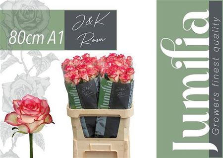 Rose - Rosa - Jumilia
