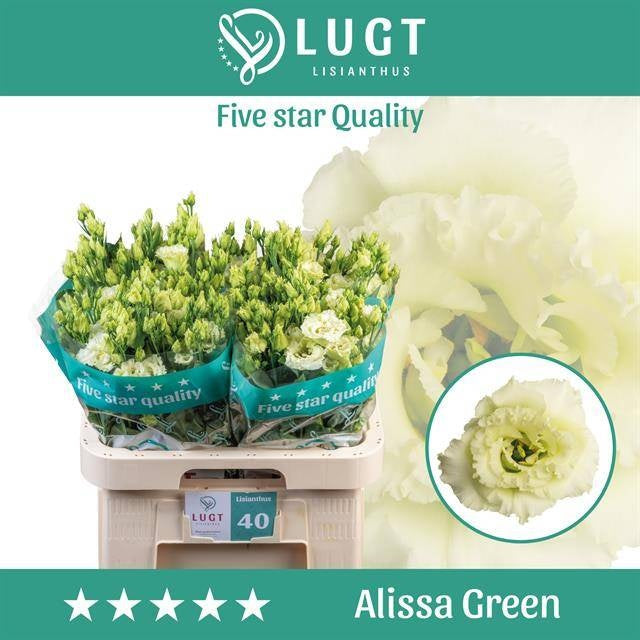 Alissa Green Lisianthus Cut Flowers – 70cm, 10 Stems