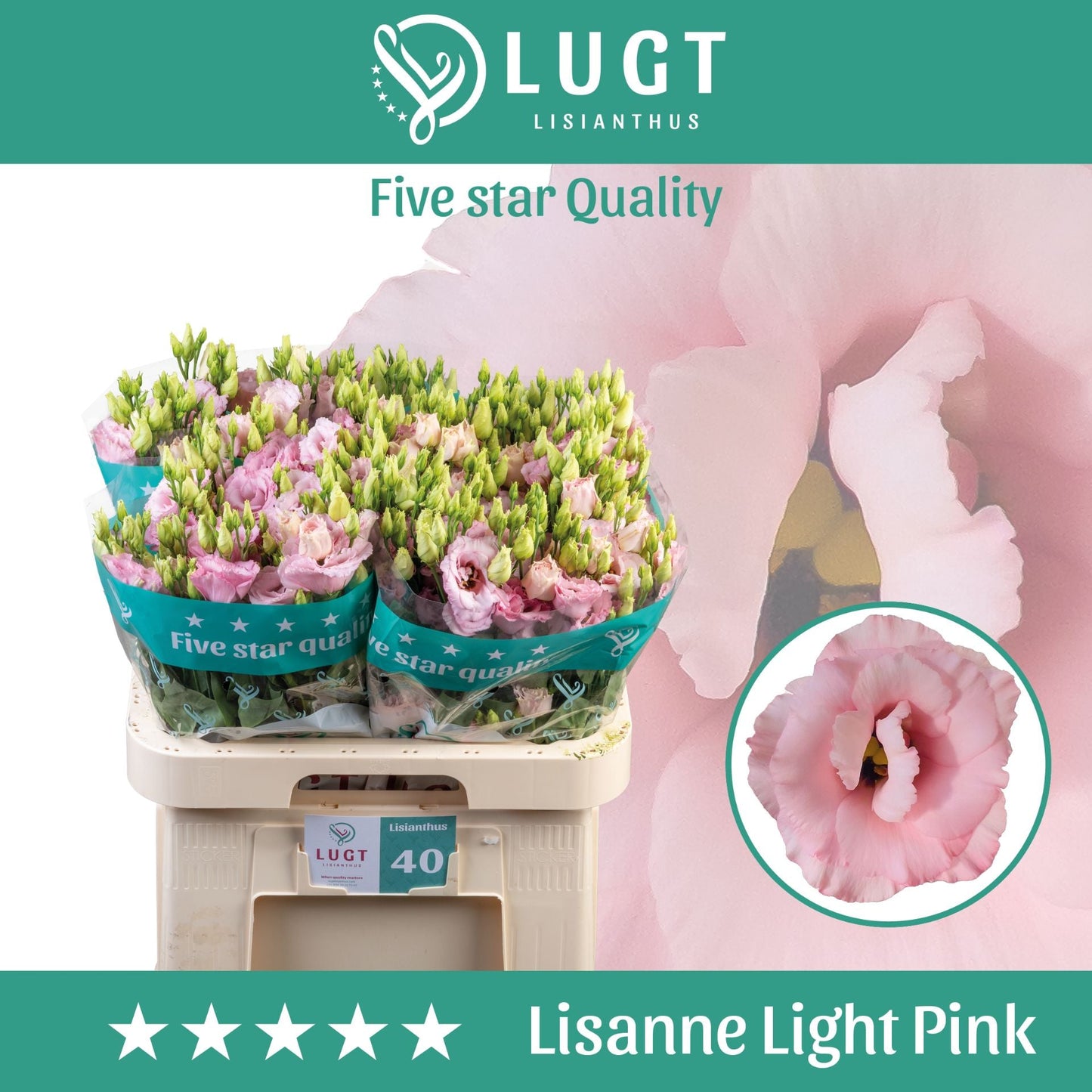 Light Pink Lisianthus ‘Aube’ – 70cm Stems