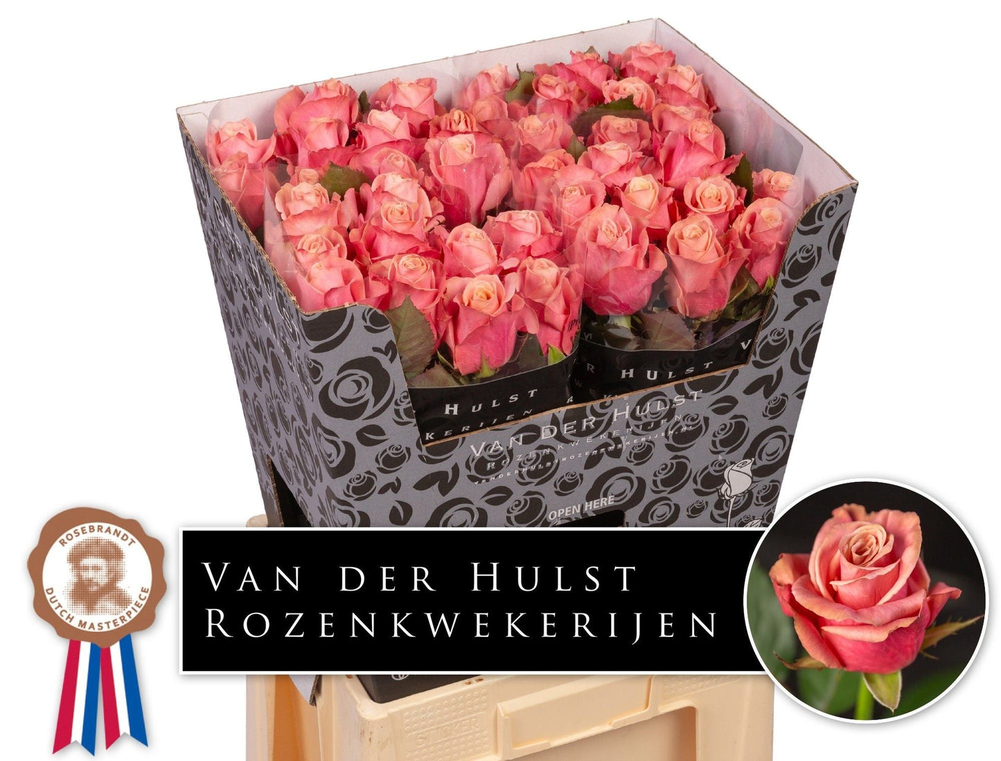 Rose - Rosa - Adele