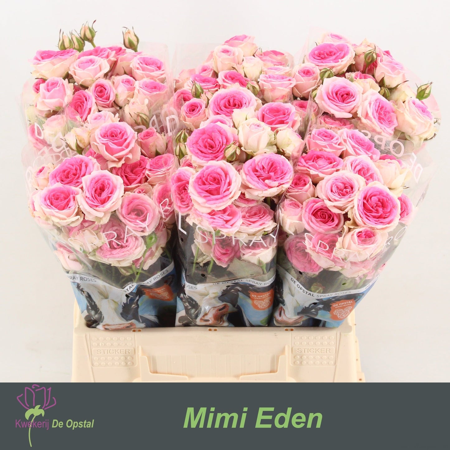 Spray Rose - Rosa - Mimi Eden