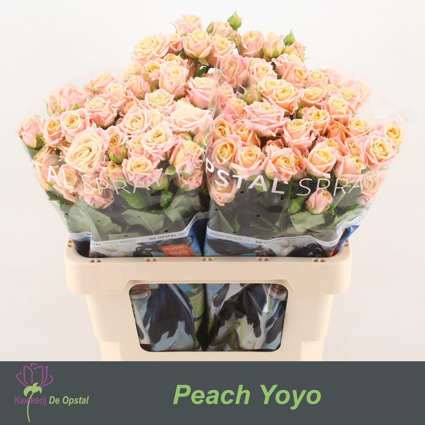 Spray Rose - Rosa - Peach Yo-Yo