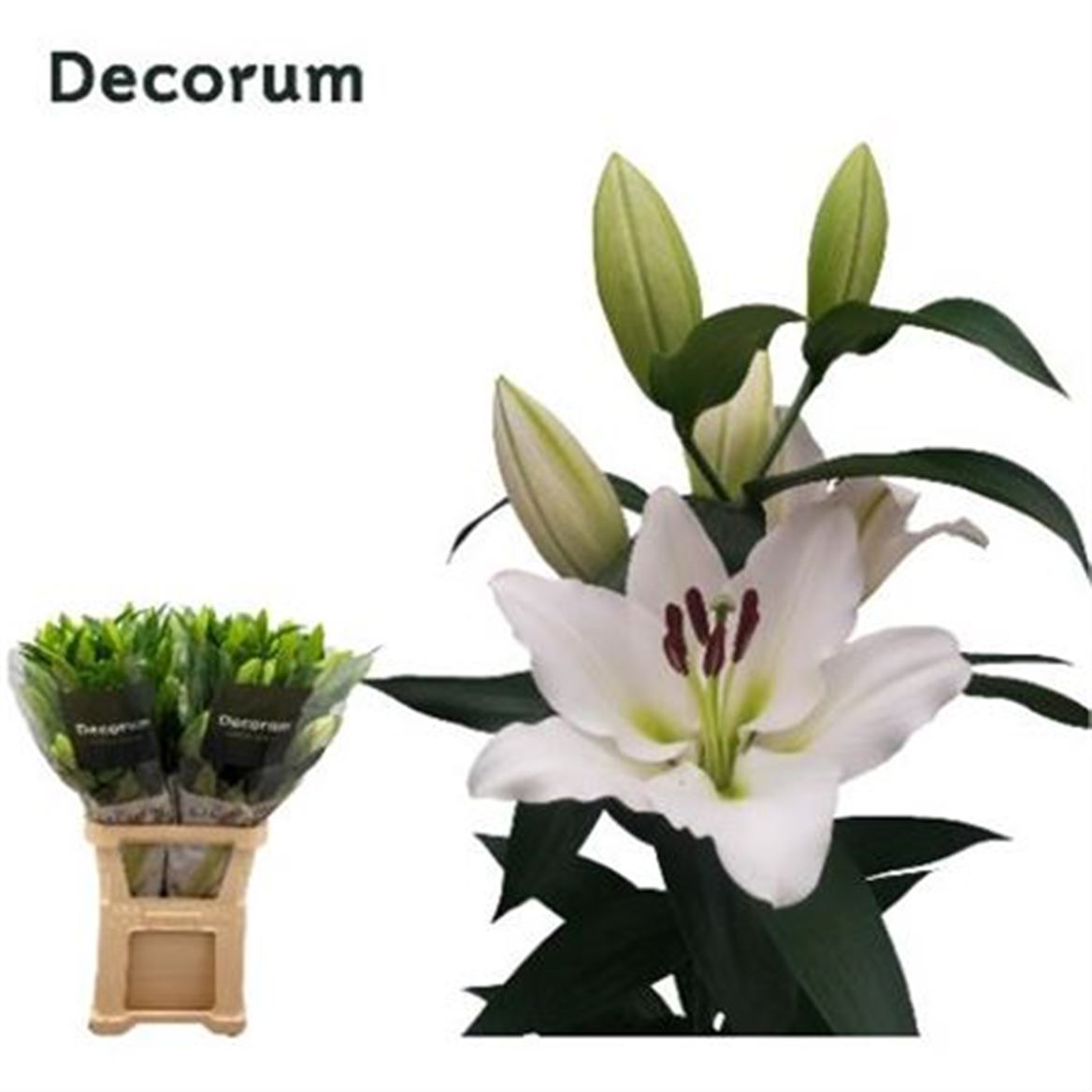 Lily - Lilium - Tisento
