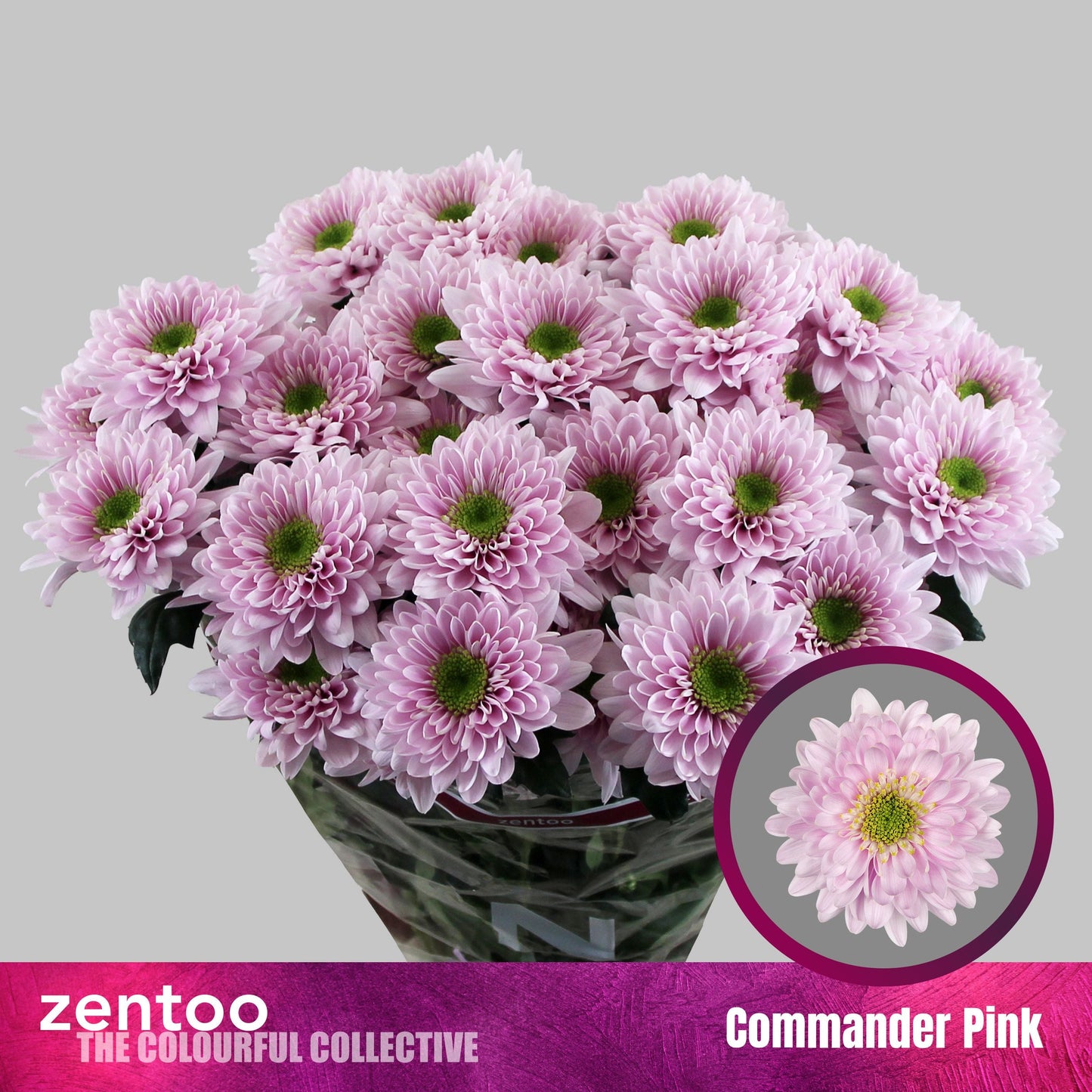 Spray Chrysanthemum - Chrysanthemum - Commander Pink