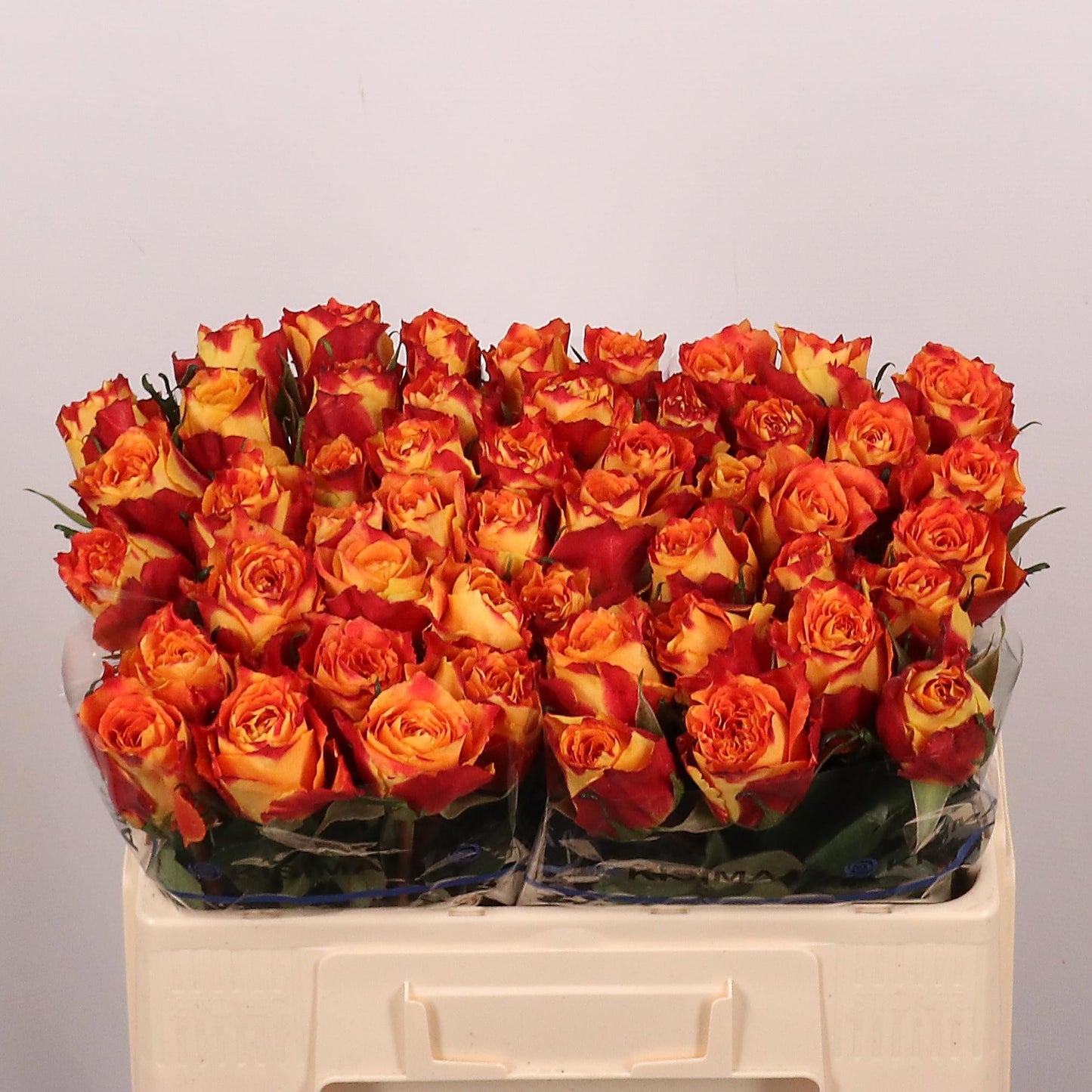 Rose - Silantoi