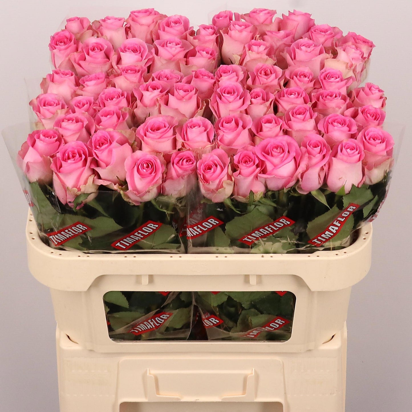 Rose Revival