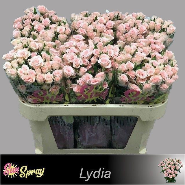 Spray Rose - Rosa - Lydia