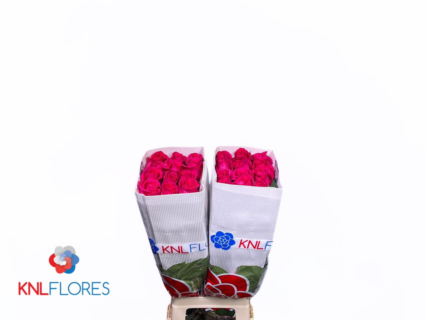 Rose - Rosa - Pink Floyd