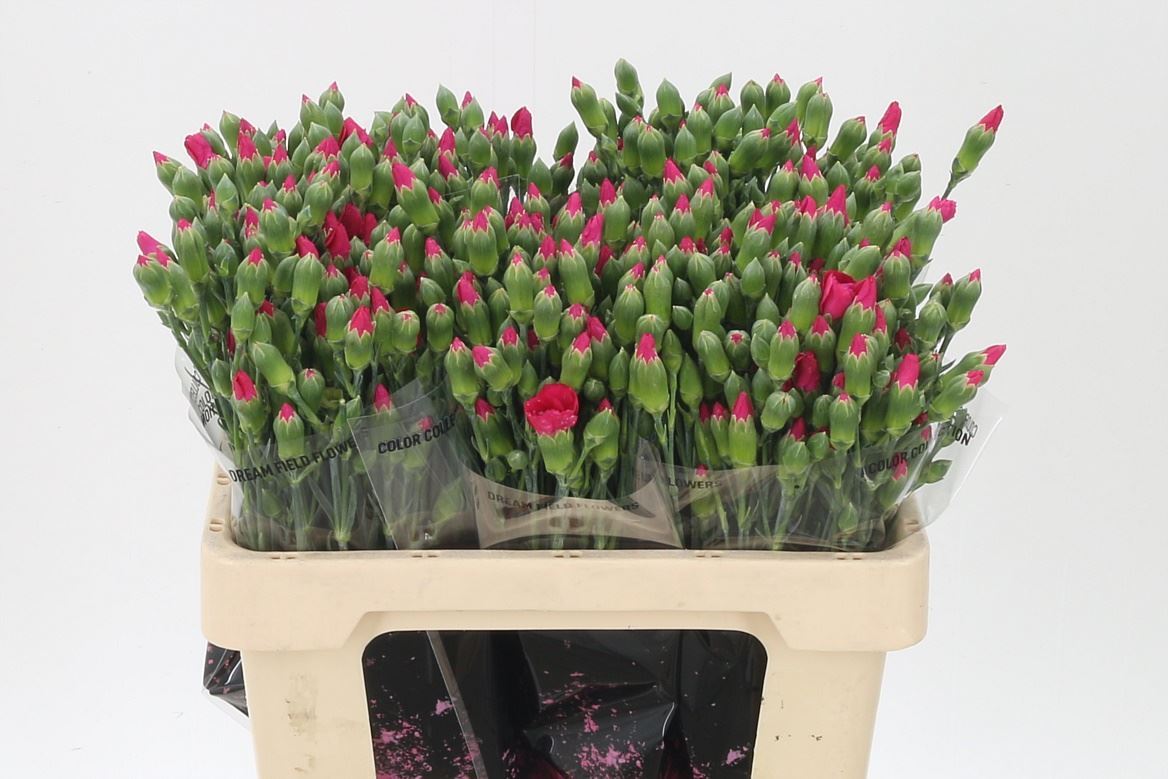 Spray Carnation - Dianthus - Imre