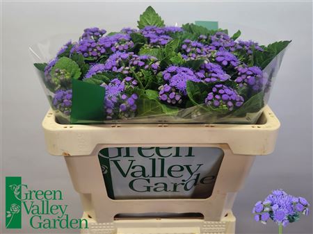 Ageratum ‘Blue Planet’ Blue Cut Stems – 55cm