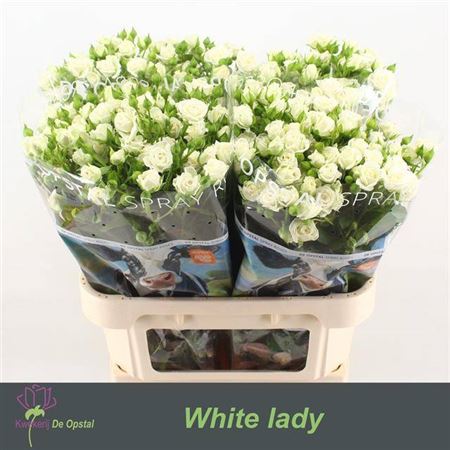 Spray Rose - Rosa - White Lady