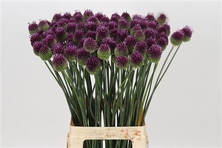 Pink Allium Sphaerocephalon – 80cm Stems