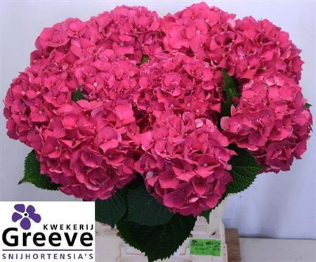 Hydrangea - Alpenglhen