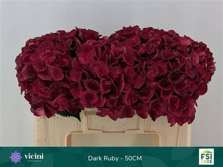 Hydrangea - Hydrangea - Kolmadaru