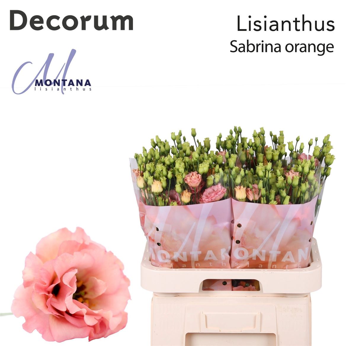Sabrina Orange Lisianthus Flowers – 70cm Stems