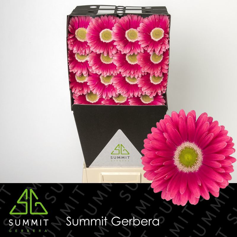 Gerbera Unique