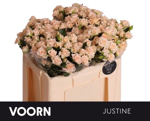 Spray Rose - Rosa - Justine