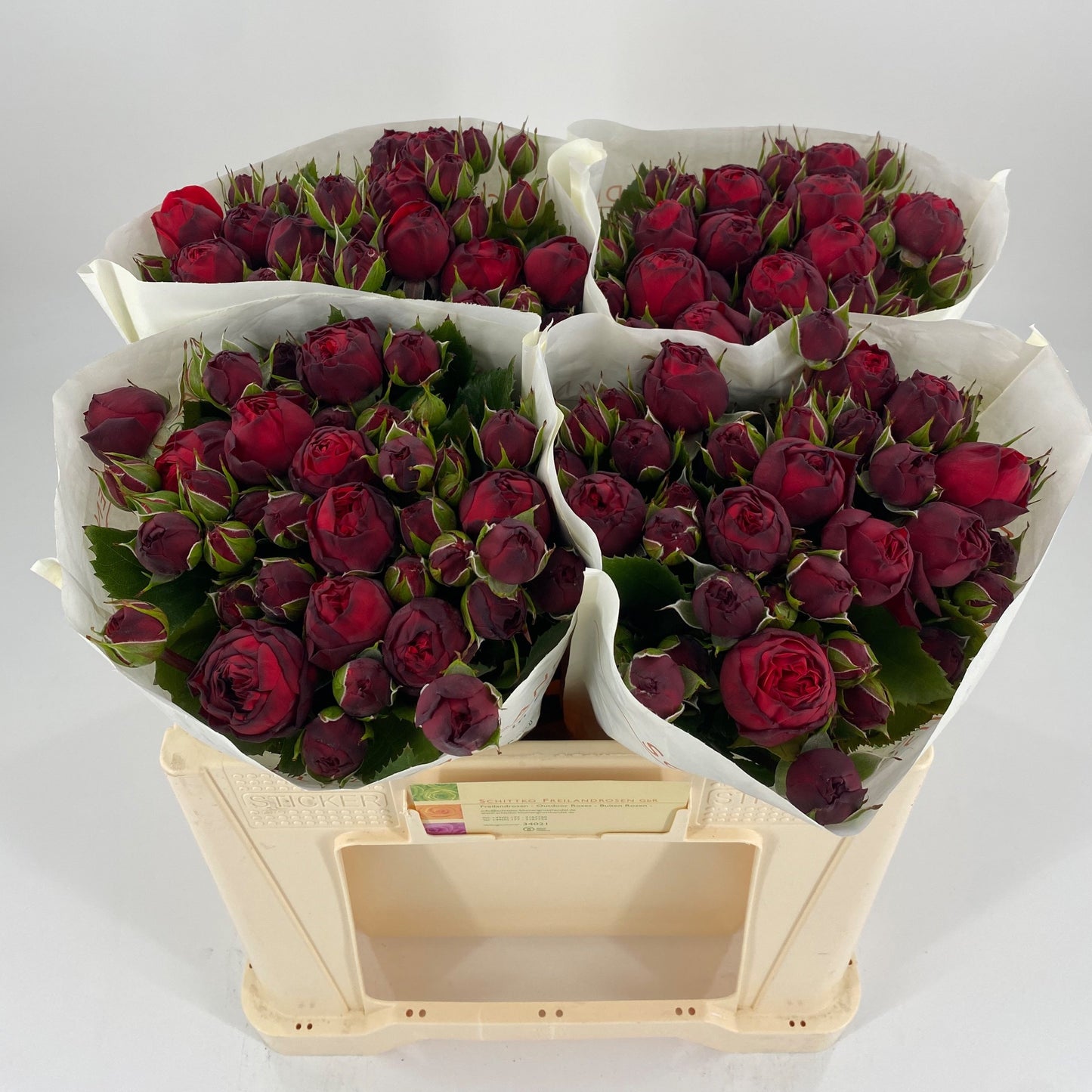 Spray Rose - Rosa - Piano