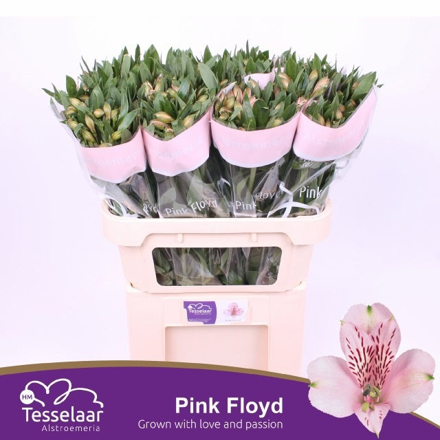 Alstroemeria Pink Floyd