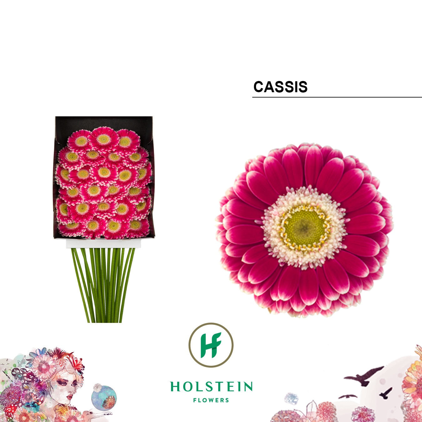 Germini Cassis