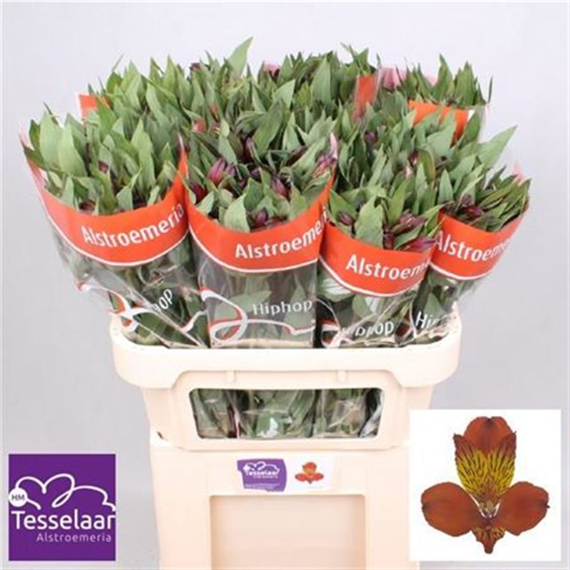 Alstroemeria Orange Wholesalers Choice
