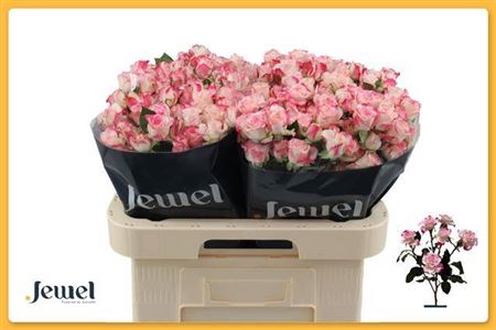 Spray Rose - Rosa - Reflex