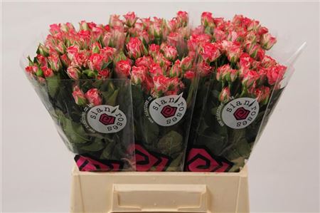 Spray Rose - Rosa - Fireworks