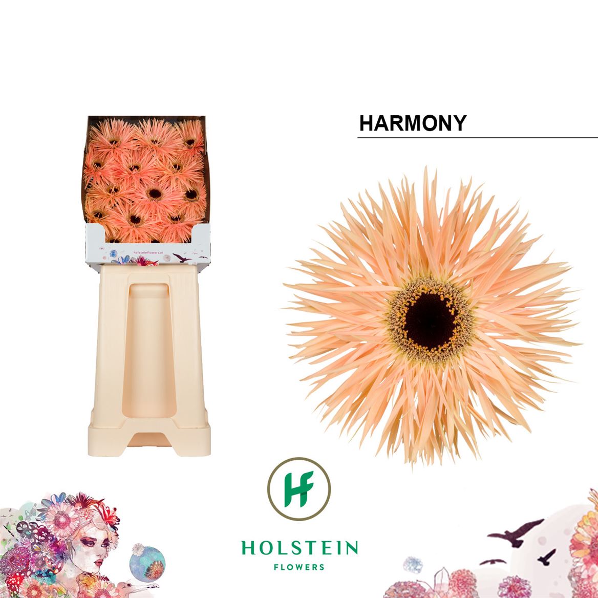 Gerbera Spider Harmony