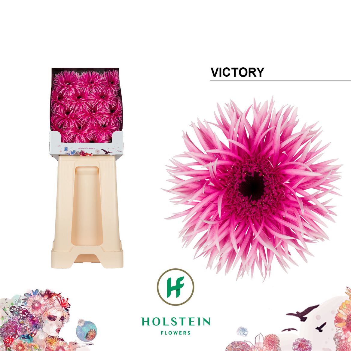 Gerbera Spider Victory
