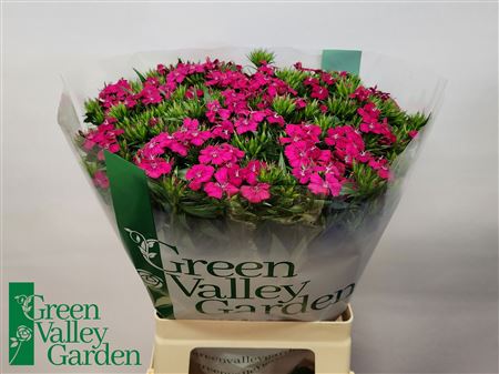 Sweet William ‘Amazon Neon Cherry’ – Red Cut Stems