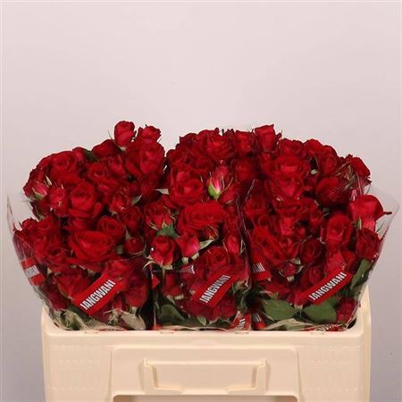 Spray Rose - Rosa - Dominica