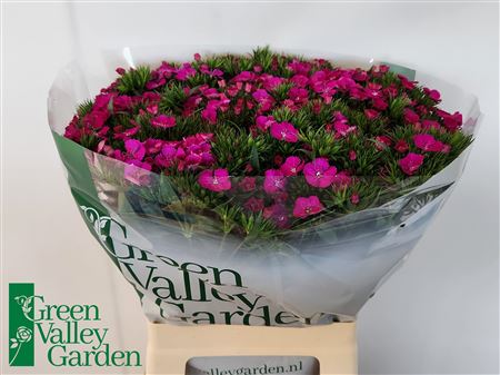 Sweet William ‘Amazon Neon Purple’ – 55cm Stems