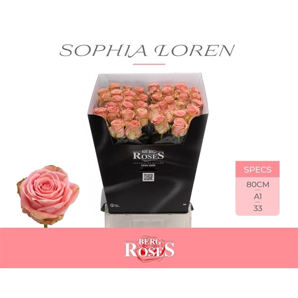 Rose - Rosa - Sophia Loren