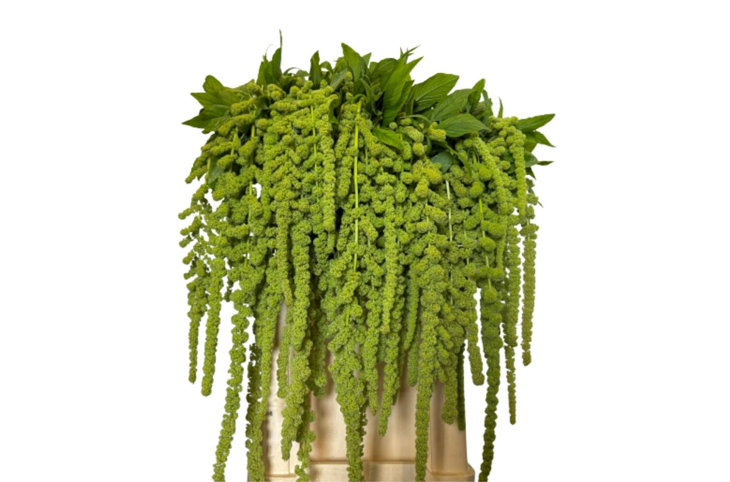 Green Amaranthus ‘Cycloop’ – 75cm Stems