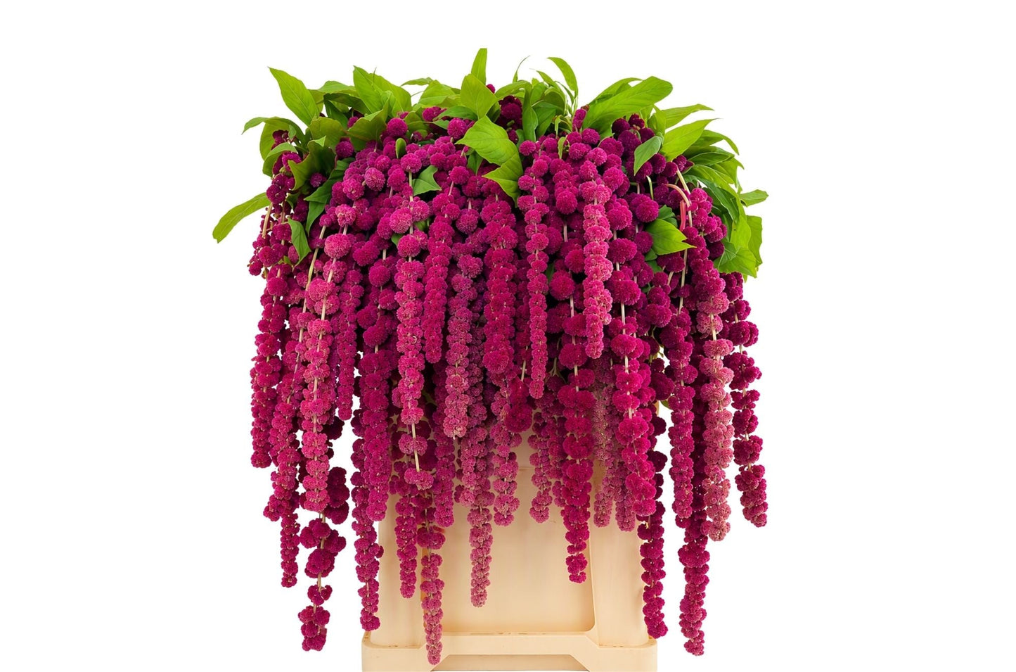Purple Amaranthus Rosary – 75cm Stems
